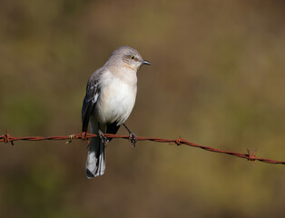 Mockingbird on a Barbwire Fence