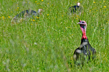 A gobbler looking for his hens. Wild turkeys in grassy meadow, San Francisco Bay Area Foothills  - obrazy, fototapety, plakaty