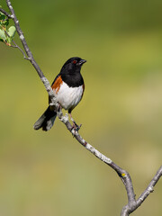 Eastern Towhee on tree branch against green yellow background