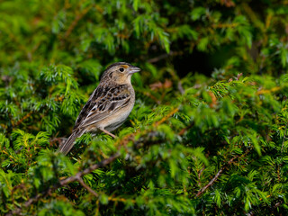 Grasshopper Sparrow on green juniper shrub against green background