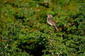 Clay-colored sparrow perching on common juniper in early morning 