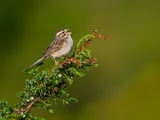 Clay-colored sparrow singing while perching on common juniper in early morning on yellow green background