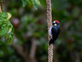 Acorn Woodpecker on mountain papaya tree trunk against green background, closeup portrait