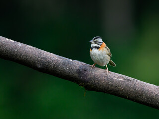 Rufous-collared Sparrow on green background