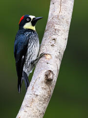 Acorn Woodpecker on tree trunk against green background, closeup portrait