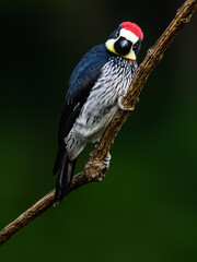 Acorn Woodpecker on branch against green background, closeup portrait