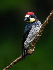 Acorn Woodpecker on branch against green background, closeup portrait