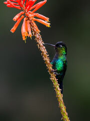 Fiery-throated Hummingbird  feeding on orange flower
