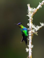 Fiery-throated Hummingbird sitting on mossy dead tree branch against green background