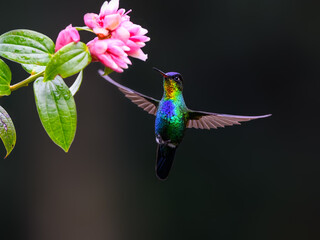 Fototapeta premium Fiery-throated Hummingbird in flight feeding on pink flower on green background