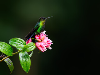 Fiery-throated Hummingbird sitting on pink flower on green background