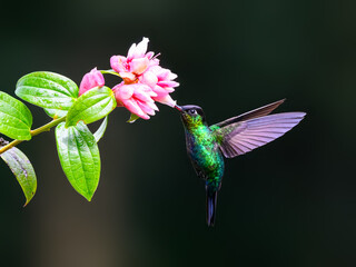 Fiery-throated Hummingbird in flight feeding on pink flower on green background
