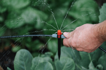  Drip hose and sprinkler in male hands in garden.Drops of water pour from a drip irrigation installation.Equipment for gardens and orchards. Irrigation equipment.  - obrazy, fototapety, plakaty