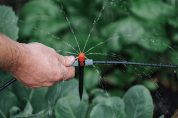  Irrigation equipment. Drip irrigation installation. Drip hose and sprinkler in male hands in a...
