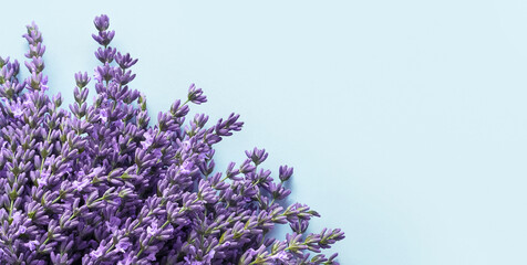 Beautiful bouquet of fresh lavender on blue background. Top view, banner, copy space.
