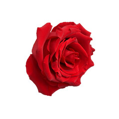 Beautiful fresh red rose isolated on white