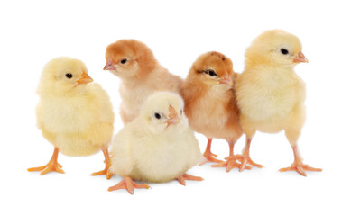 Many cute fluffy chickens on white background