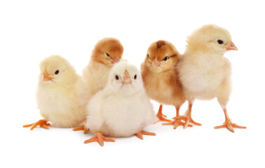 Many cute fluffy chickens on white background