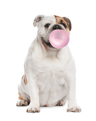 Adorable English bulldog blowing bubble gum on white background