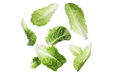 Fresh romaine lettuce leaves falling on white background