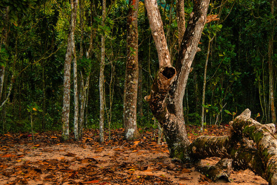 forest in autumn