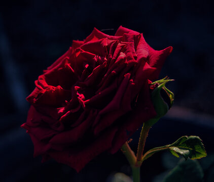 red rose on black