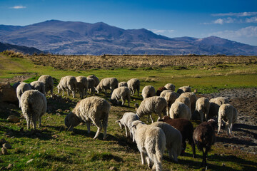 Obraz premium sheep in the mountains