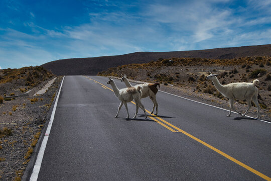 Llama on the road