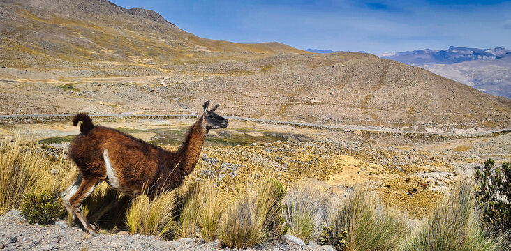 Llama