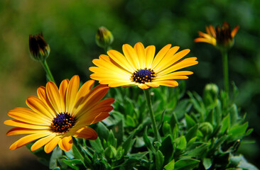 African Daisy , yellow flower - varieties , Sunset , to the terrace or balcony
