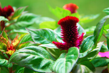 Claret red young plant flower celosia crested - obrazy, fototapety, plakaty