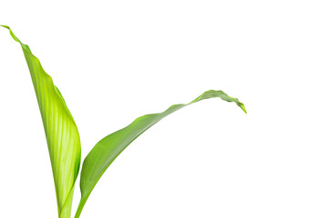 ornamental plants isolated on white background, clipping path