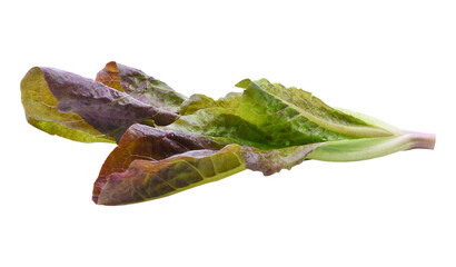 Fresh red lettuce isolated transparent png