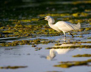 Photograph of a Snowy Egret fishing.