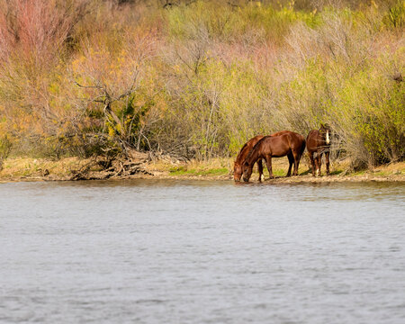 Salt River Wild Horses Images – Browse 272 Stock Photos, Vectors