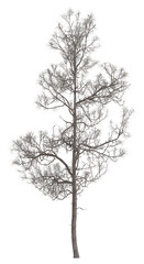 Obraz premium Collection of trees in various seasonal colors realistic 3D illustration bare 1 