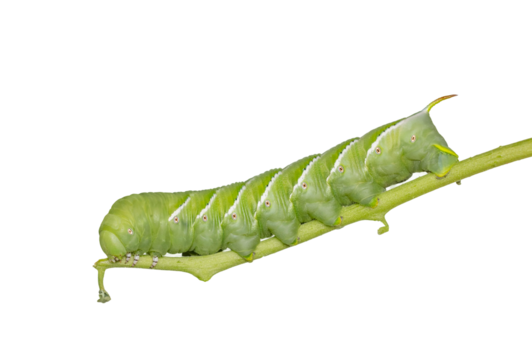 caterpillar eating young leaves on a transparent background PNG File