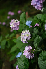 薄紫のあじさい