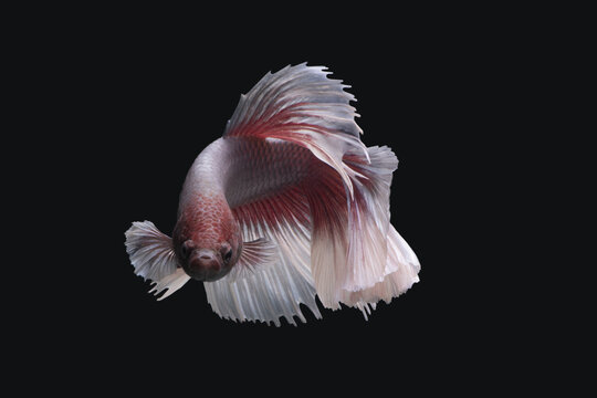 Cupang Halfmoon photo