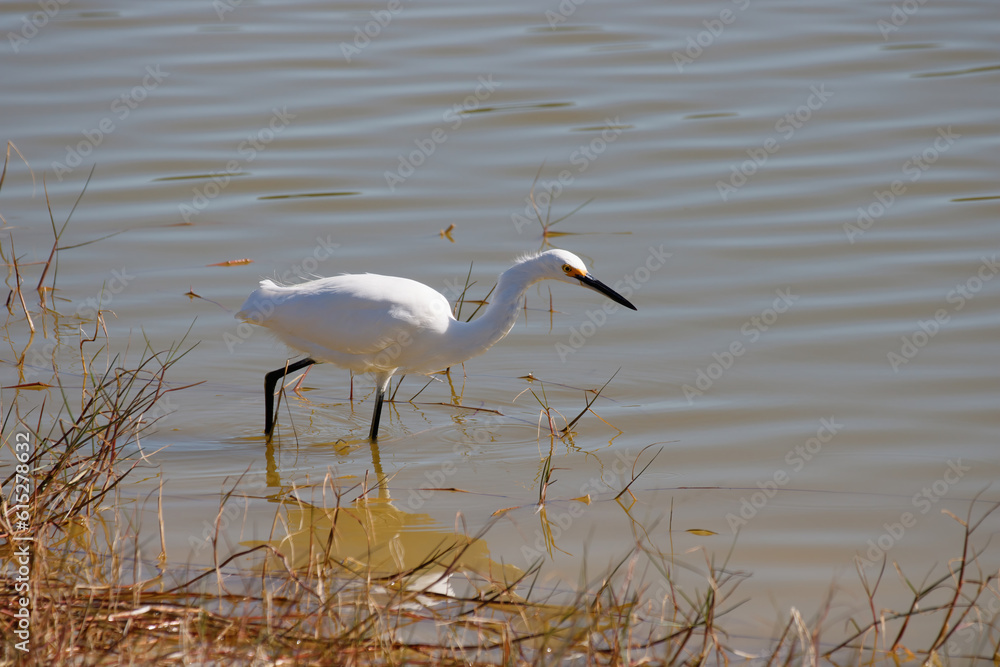 Poster Snowy egret