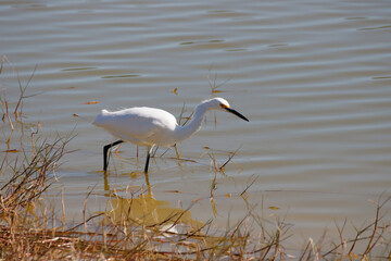 Snowy egret