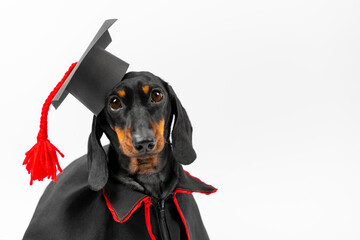 Portrait of pensive small dog in mortarboard with tassel, black mantle on a white background. Puppy...