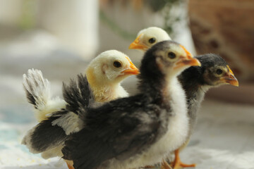 litte cute newborn chicken