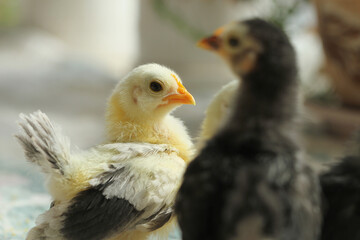 little cute newborn chicken