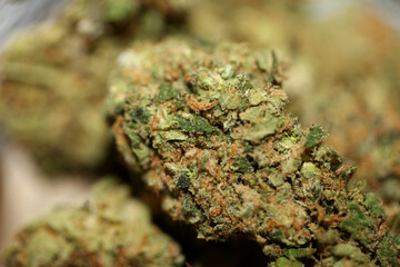 Close up of jack herrer medical marijuana buds detail of cannabis on glass jar weed backgrounds big size high quality instant prints