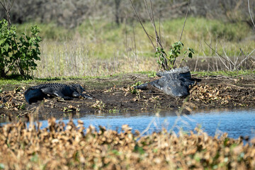 American alligators enjoying the heat from the sun on the bank of the lake in Florida