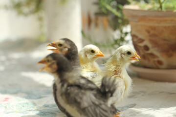 littel baby chicken