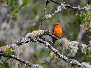 Male Flame-colored Tanager on mossy dead tree branch against green background - obrazy, fototapety, plakaty