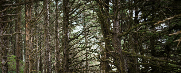 Pacific Northwest Forest in Oregon