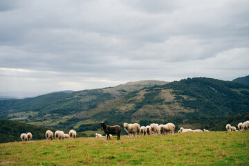 Fototapeta na wymiar Sheep in the mountains of the Pyrenees France. Camino de santiago
